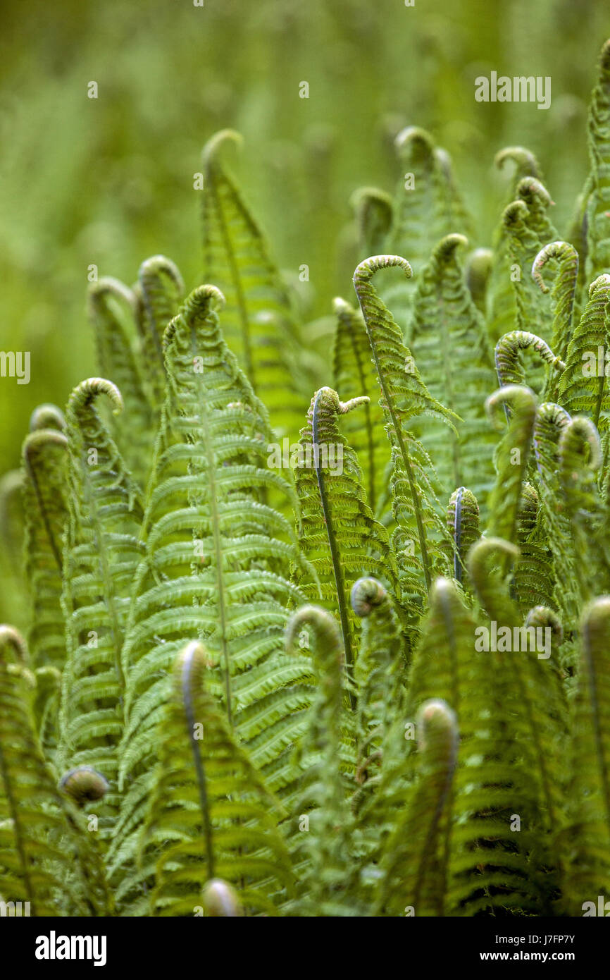 Ostrich fern Matteuccia struthiopteris fresh leaves Stock Photo