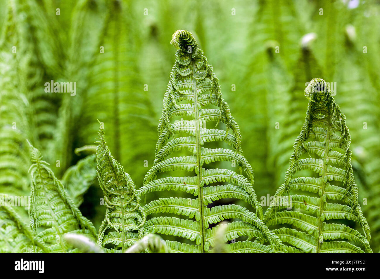Ostrich fern Matteuccia struthiopteris fronds fresh leaves Stock Photo