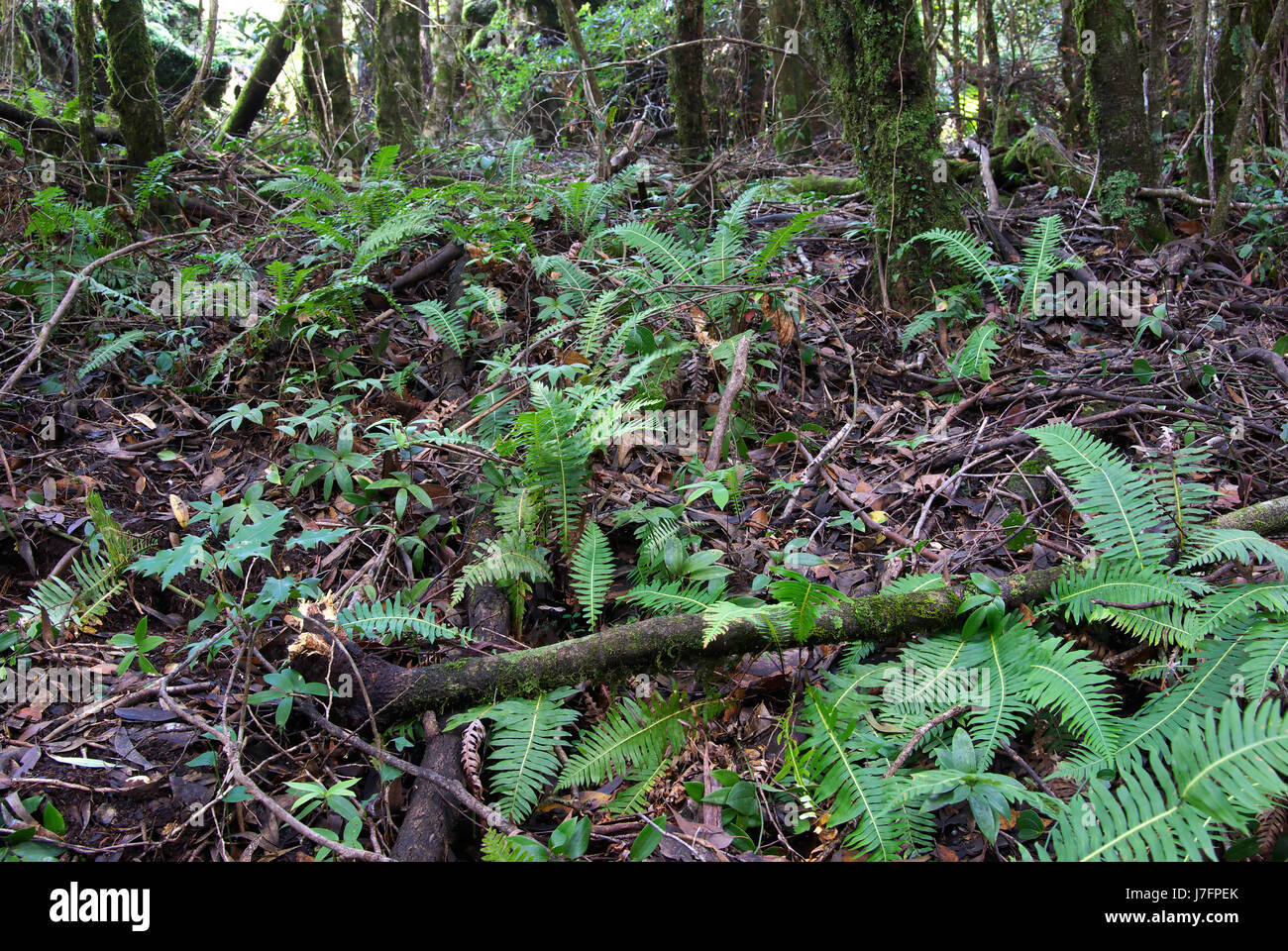 leaves photo camera under fern canopy plants image picture copy deduction rain Stock Photo