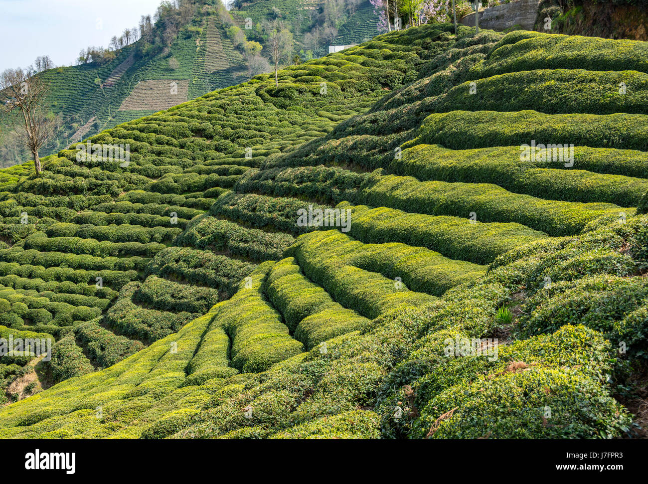 Outdated Tea Lands tea gardens and old will Stock Photo - Alamy
