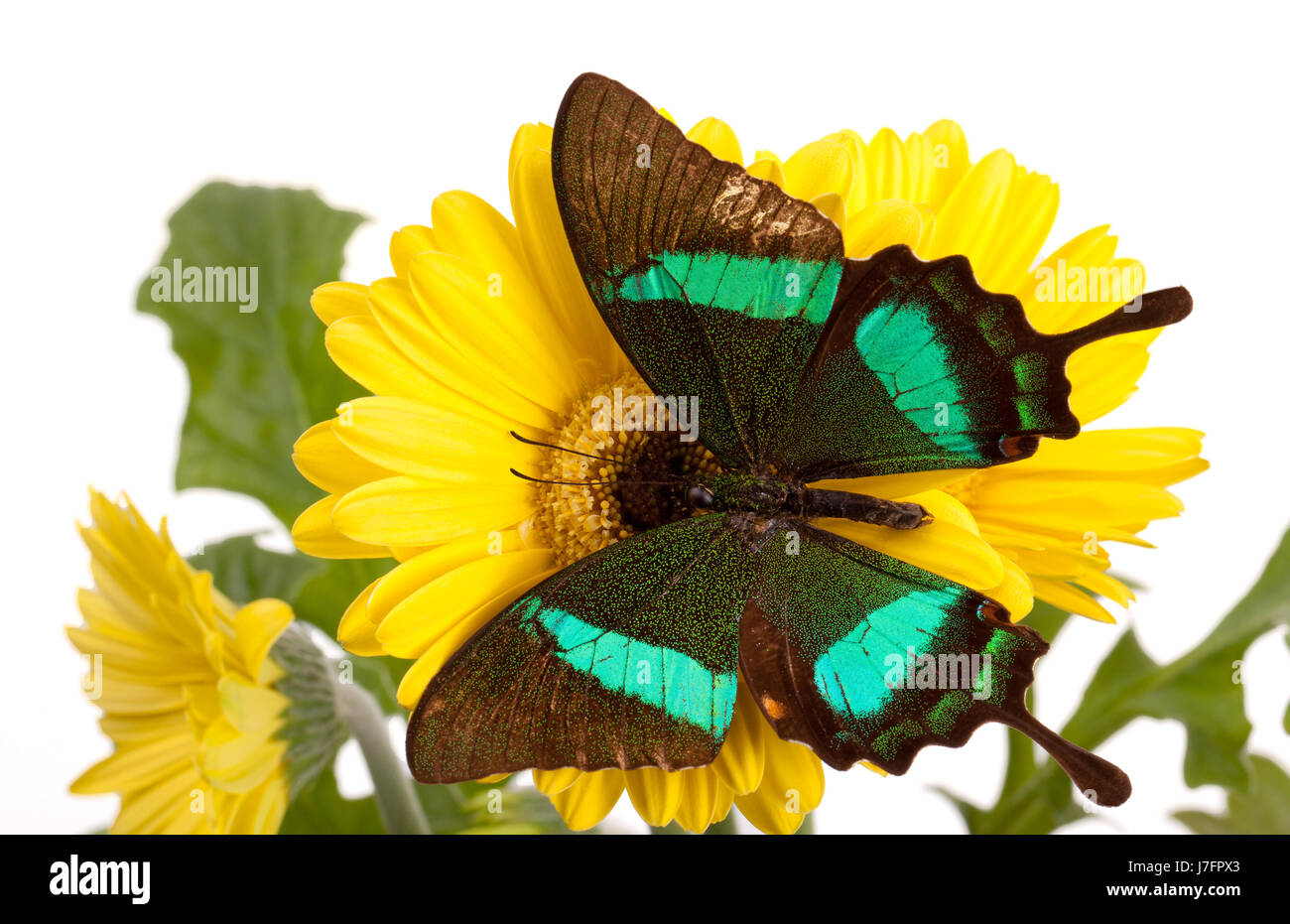 blue leaf closeup insect green butterfly wing spring bouncing bounces hop Stock Photo