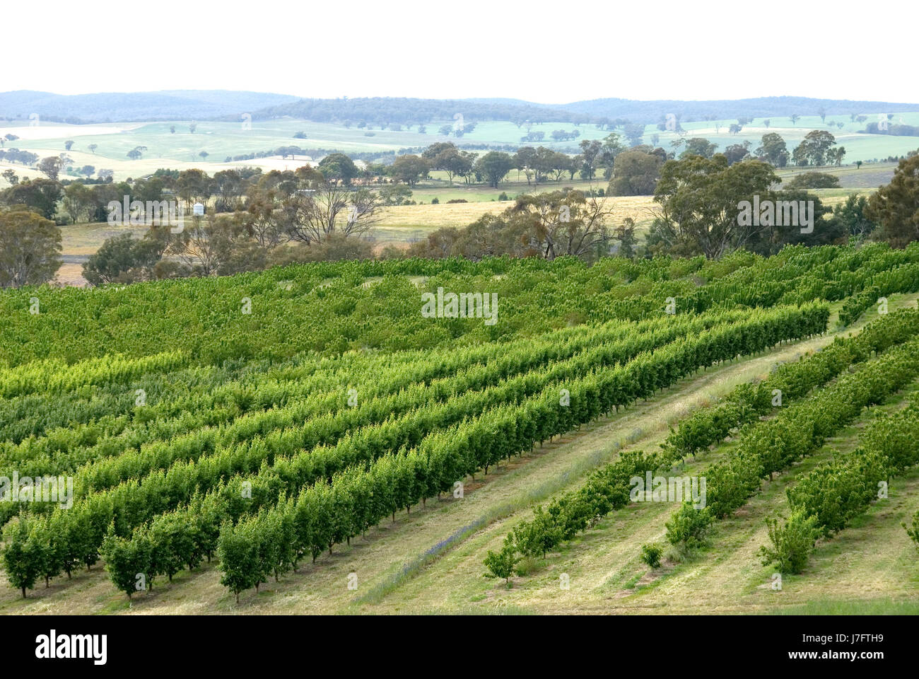 Fruit farm australia hires stock photography and images Alamy