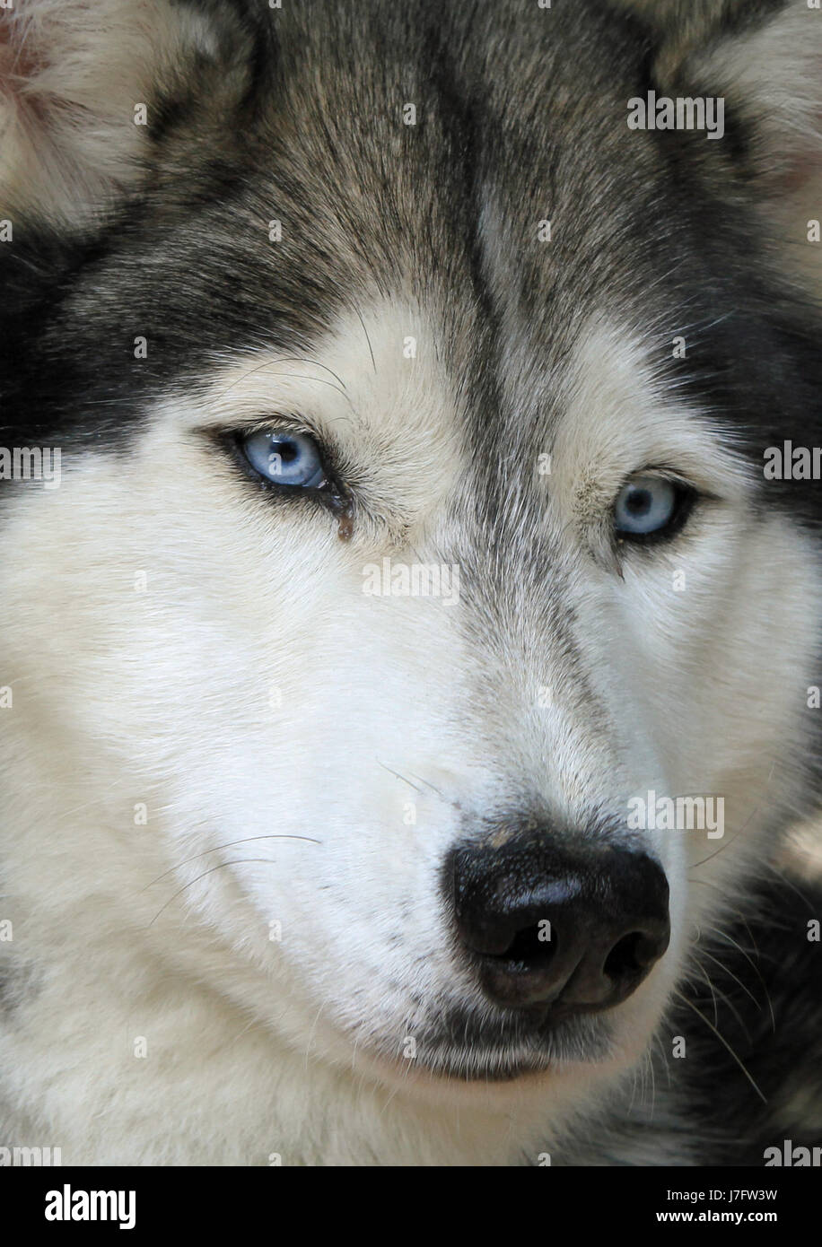 cold dog snow head husky animal mammal cold portrait eye organ eyes dog ...