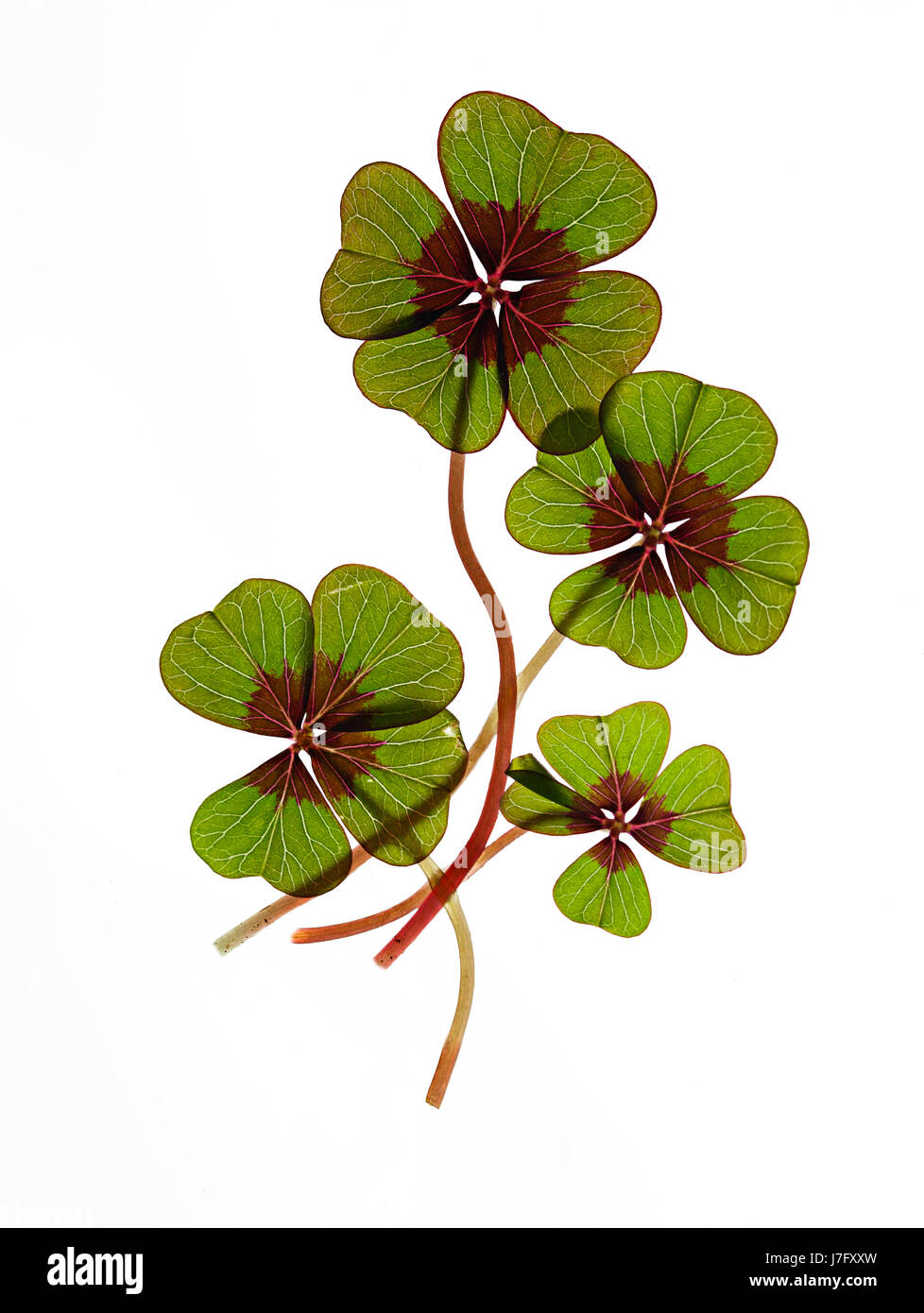 isolated clover cloverleaf macro close-up macro admission close up view Stock Photo
