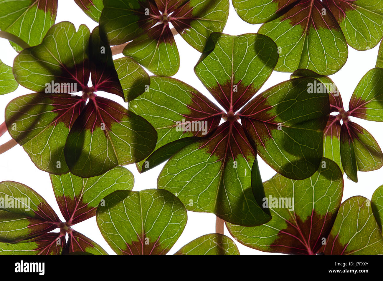 isolated clover cloverleaf macro close-up macro admission close up view Stock Photo