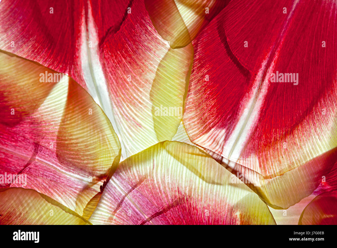 bloom blossom flourish flourishing flower plant tulip petals petal page sheet Stock Photo