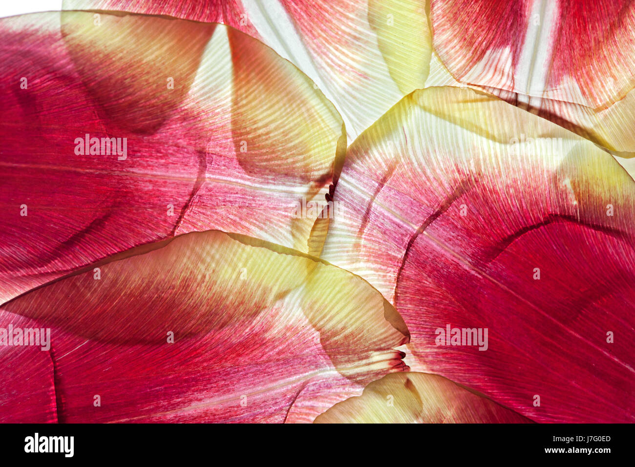 bloom blossom flourish flourishing flower plant tulip petals petal page sheet Stock Photo