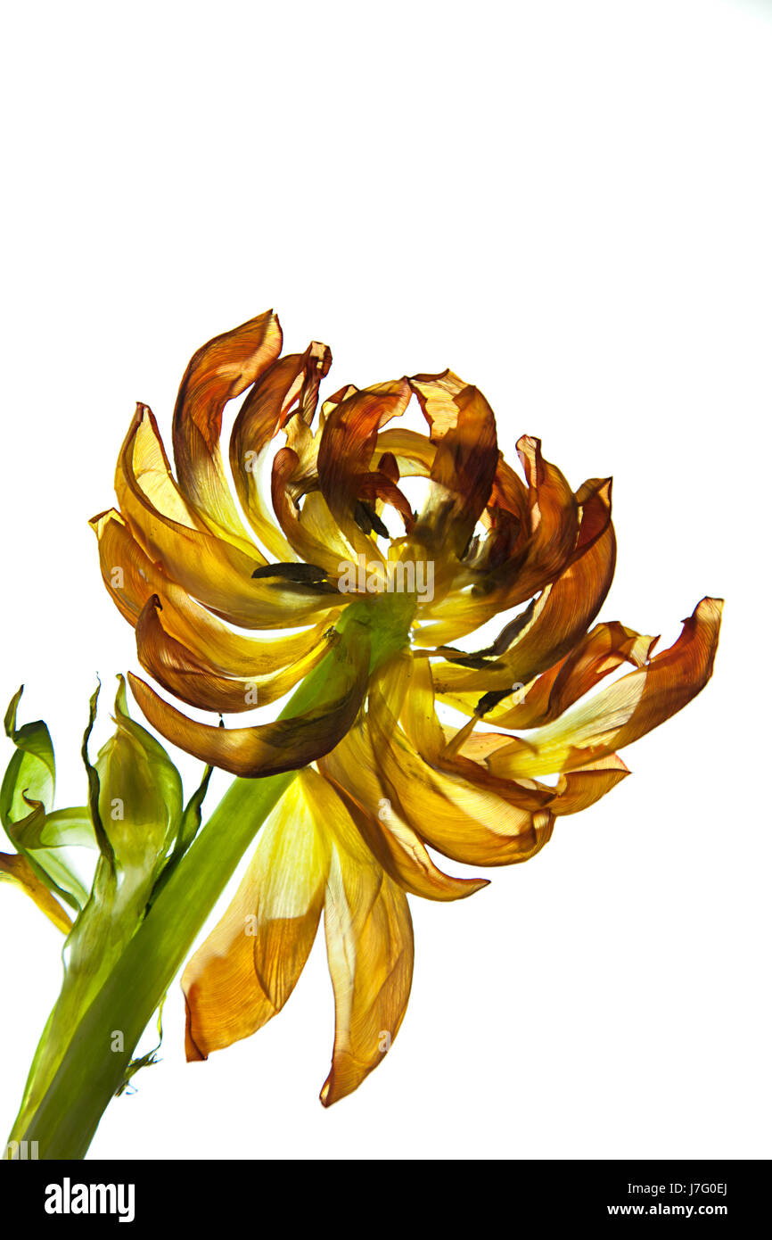 flower plant bloom blossom flourish flourishing tulip petals petal page sheet Stock Photo