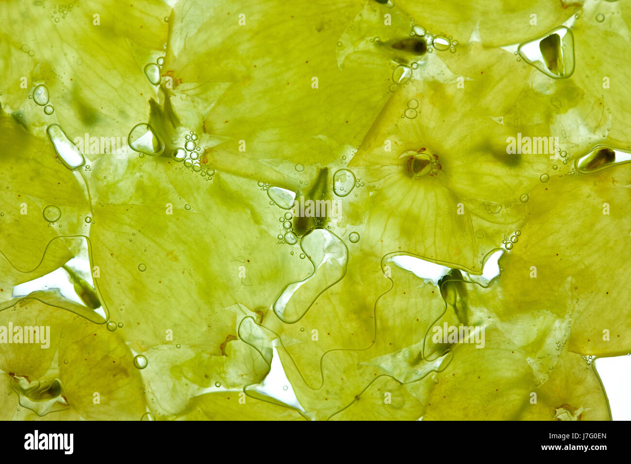 grapes bubble soap bubble juice grape juice vine grape vine grapevine bunches Stock Photo Alamy