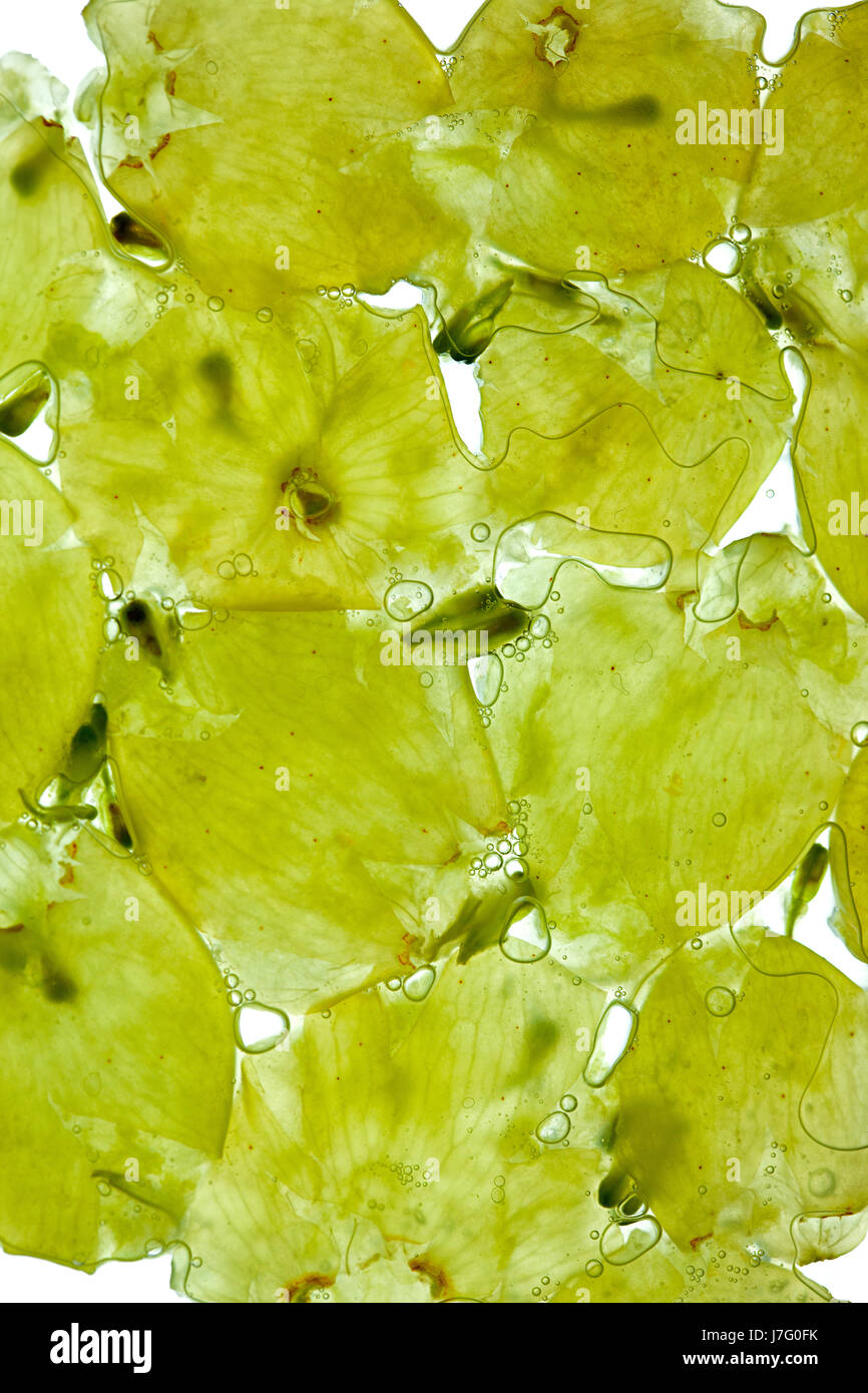 grapes bubble soap bubble juice grape juice vine grape vine grapevine bunches Stock Photo Alamy