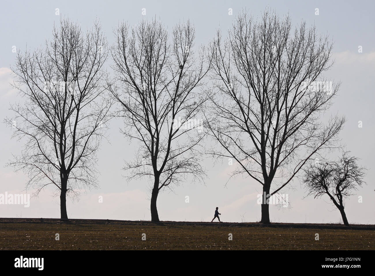 walking under trees Stock Photo - Alamy