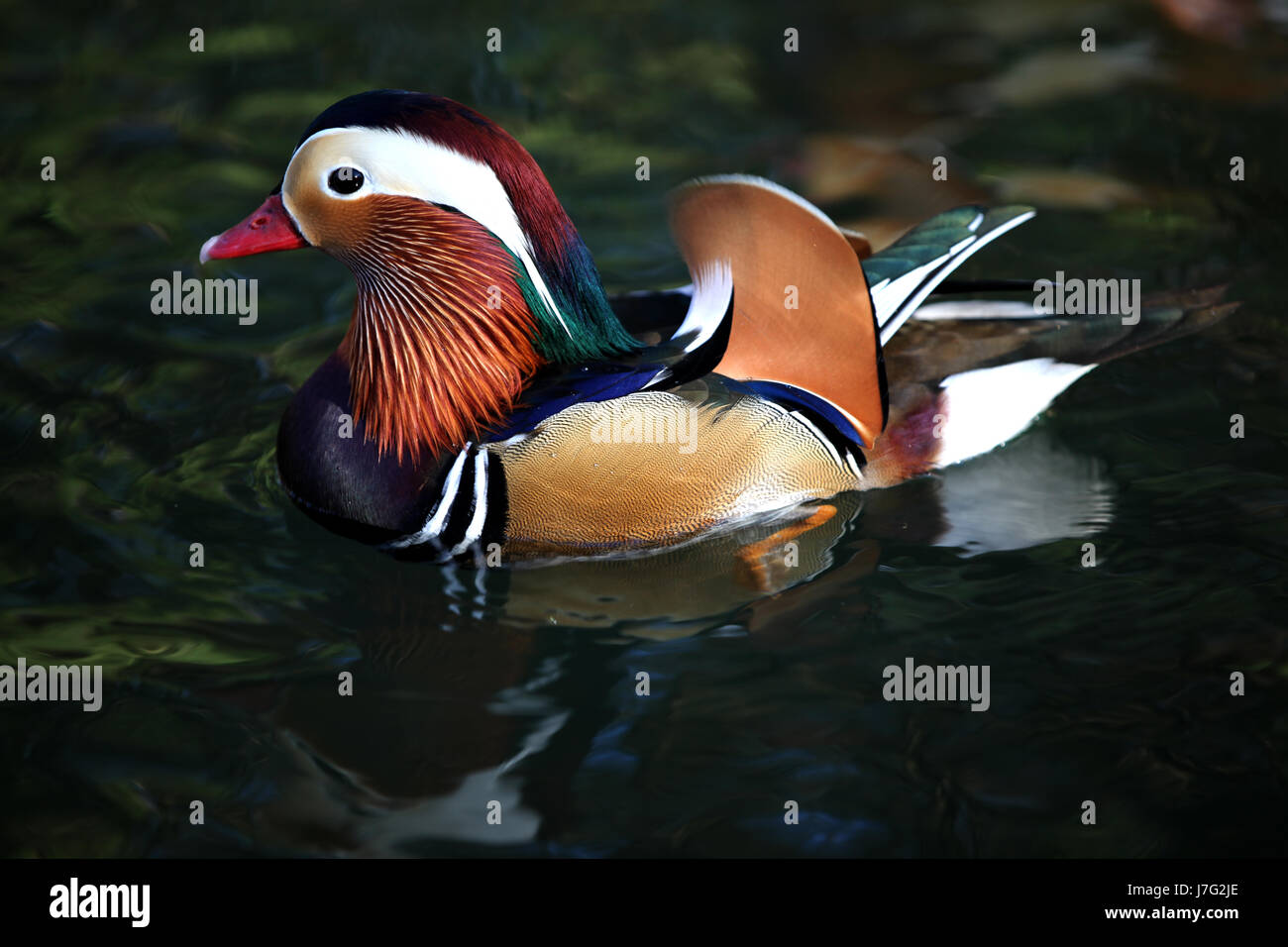 mandarin duck 2 Stock Photo - Alamy