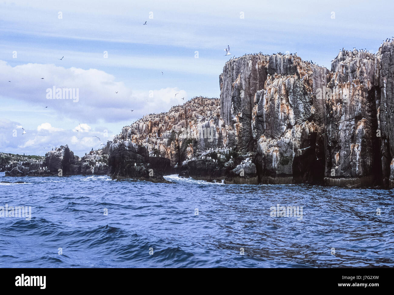 Seabird colony, with nesting Common murre or Common guillemot (Uria aalge), Farne Islands, United Kingdom Stock Photo