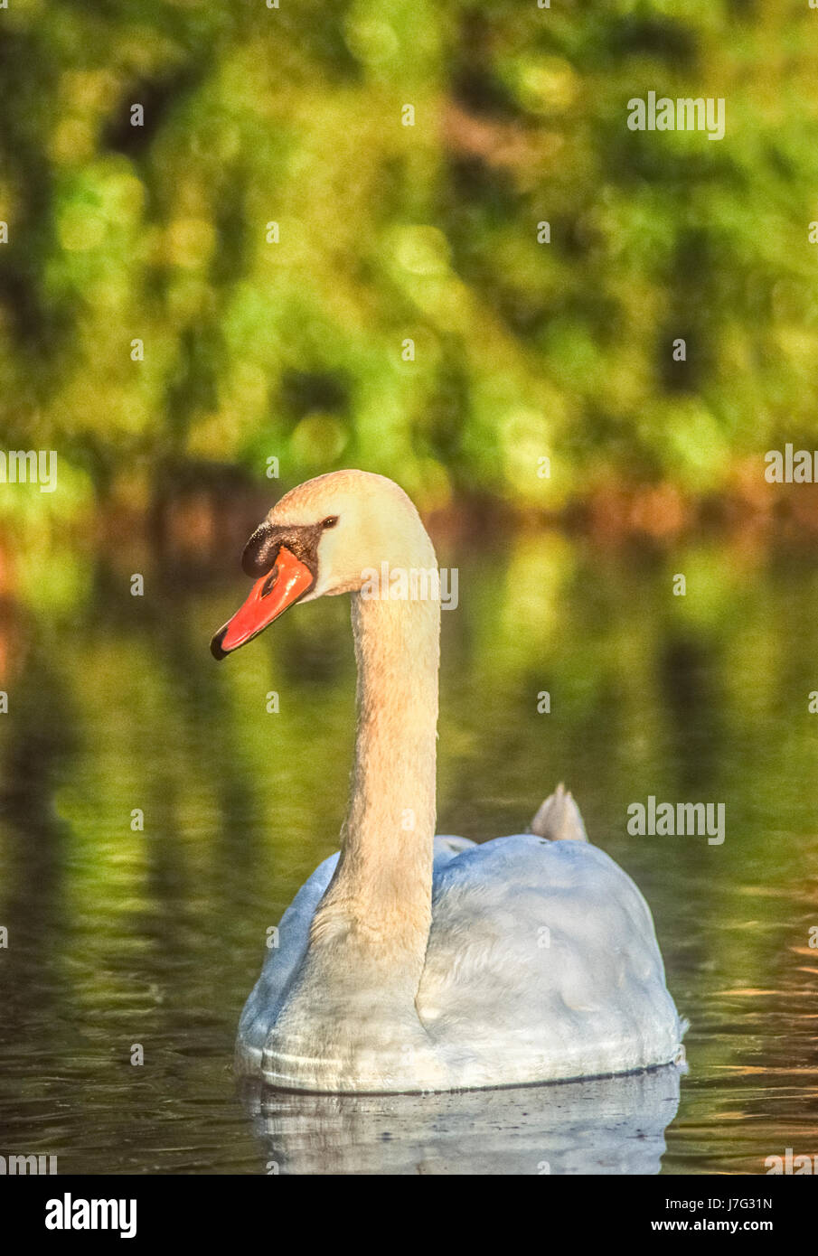 Mute Swan, Cygnus olor, Regents Park, London, United Kingdom, on lake in summer Stock Photo