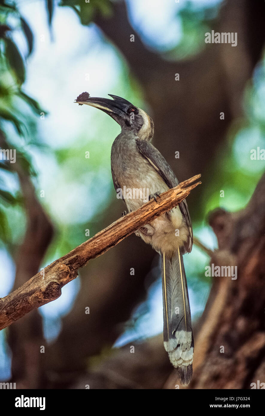 indian-grey-hornbill-nest-hi-res-stock-photography-and-images-alamy