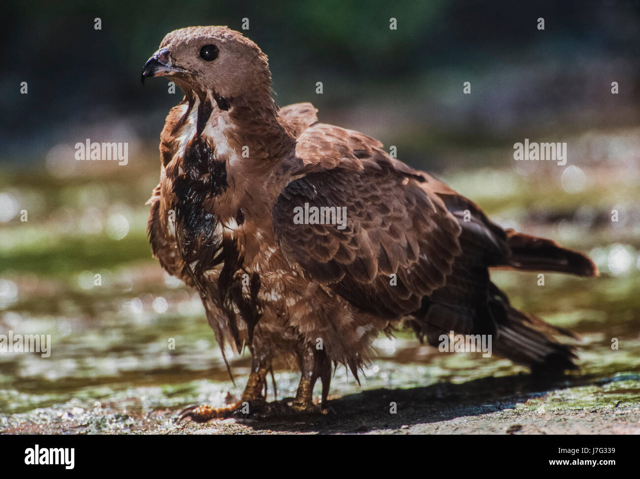Oriental Honey Buzzard or Crested Honey Buzzard, Pernis ptilorhynchus, cooling down with water bath, Keoladeo Ghana National Park,Bharatpur, Rajasthan Stock Photo