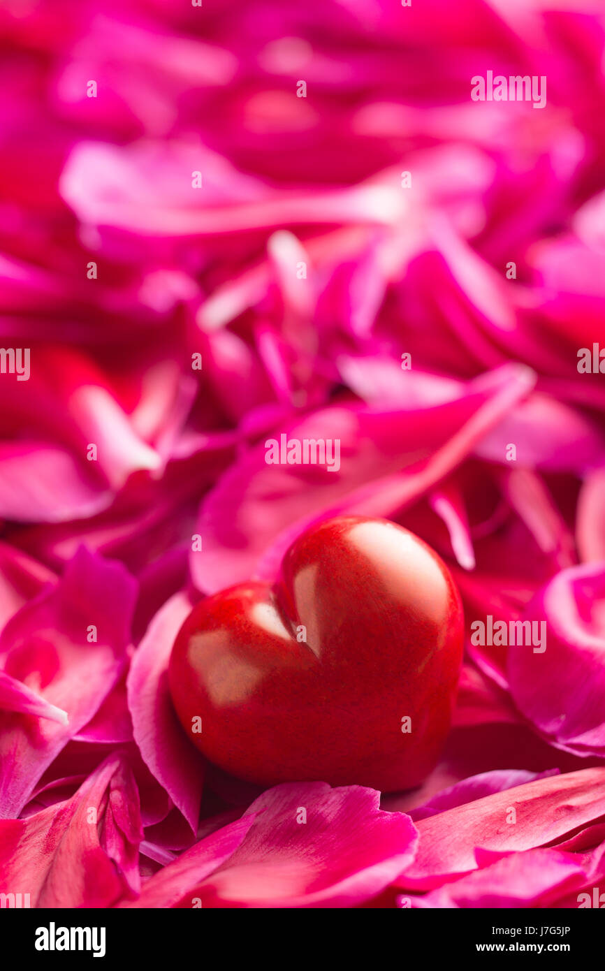 The heart on peony petals background. Love concept. Stock Photo