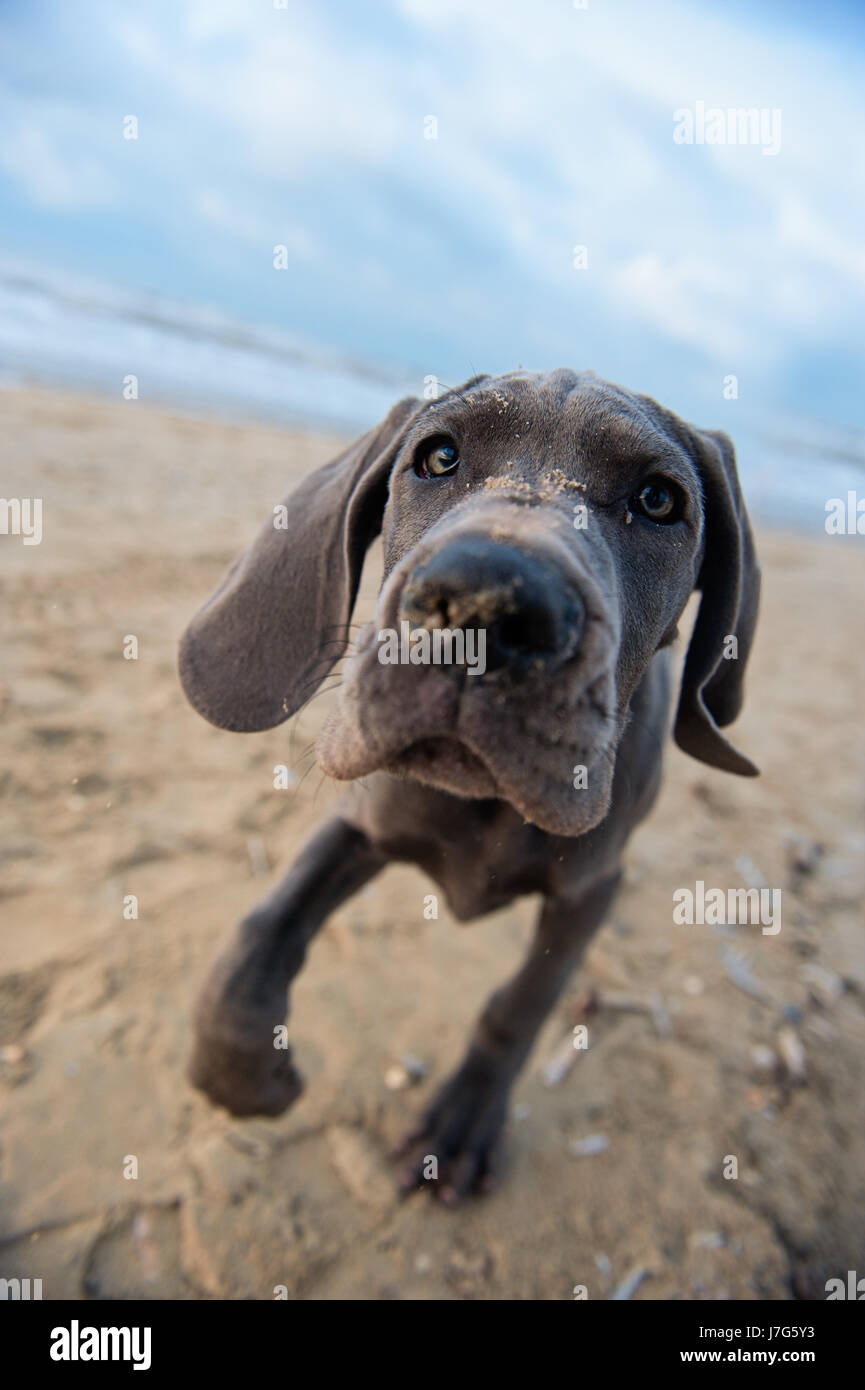 pet beach seaside the beach seashore dog puppy dane maddening pert coquettish Stock Photo