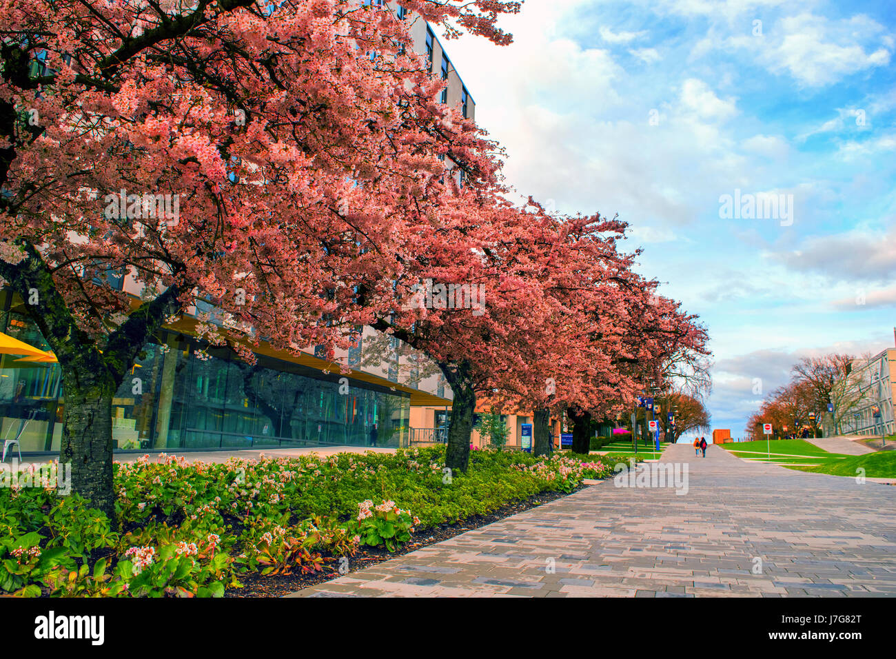 Landscape cherry blossom trees hi-res stock photography and images - Alamy