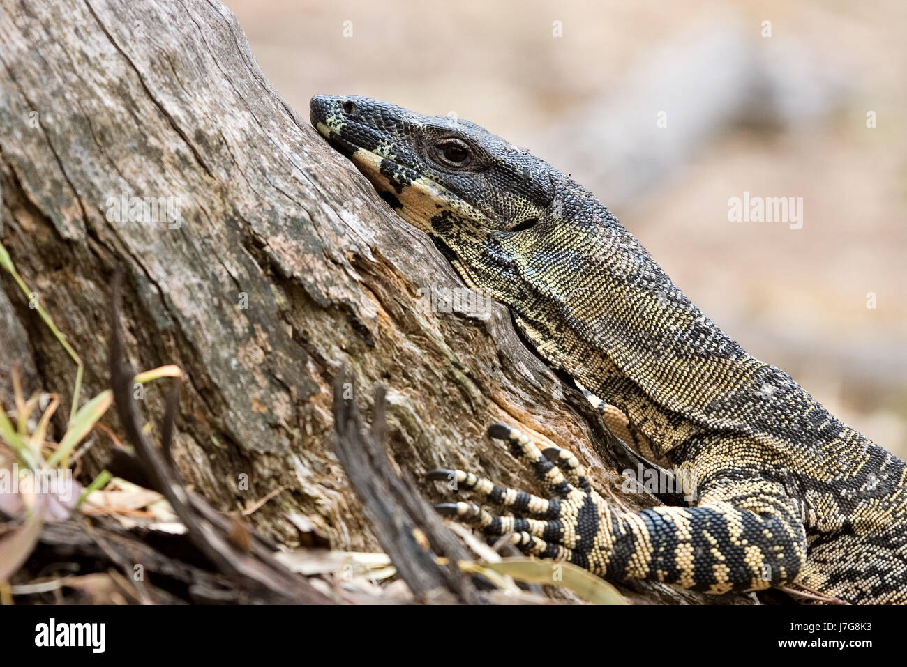 tree animal reptile lizard photo camera monitor rise climb climbing