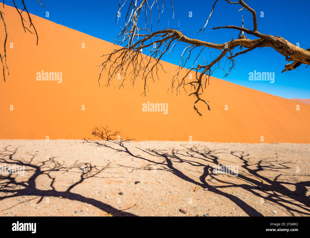 Dead trees valley in the desert of sossusvlei hires stock photography