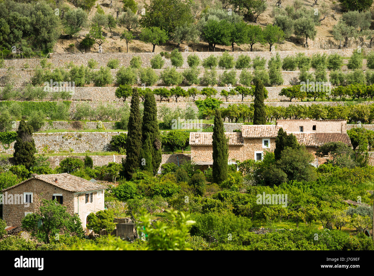 Mountain village with citrus plantations, Fornalutx, Serra de Tramuntana, Majorca, Balearics, Spain Stock Photo