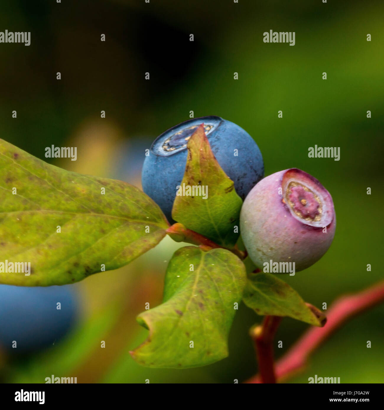 Wild blueberries at the bog at Beaver Lake, Stanley Park Vancouver, BC