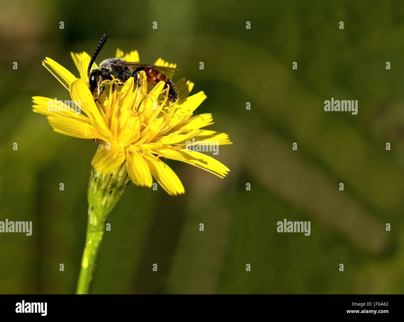 insect flower meadow dandelion fall autumn insect green flower meadow dandelion Stock Photo
