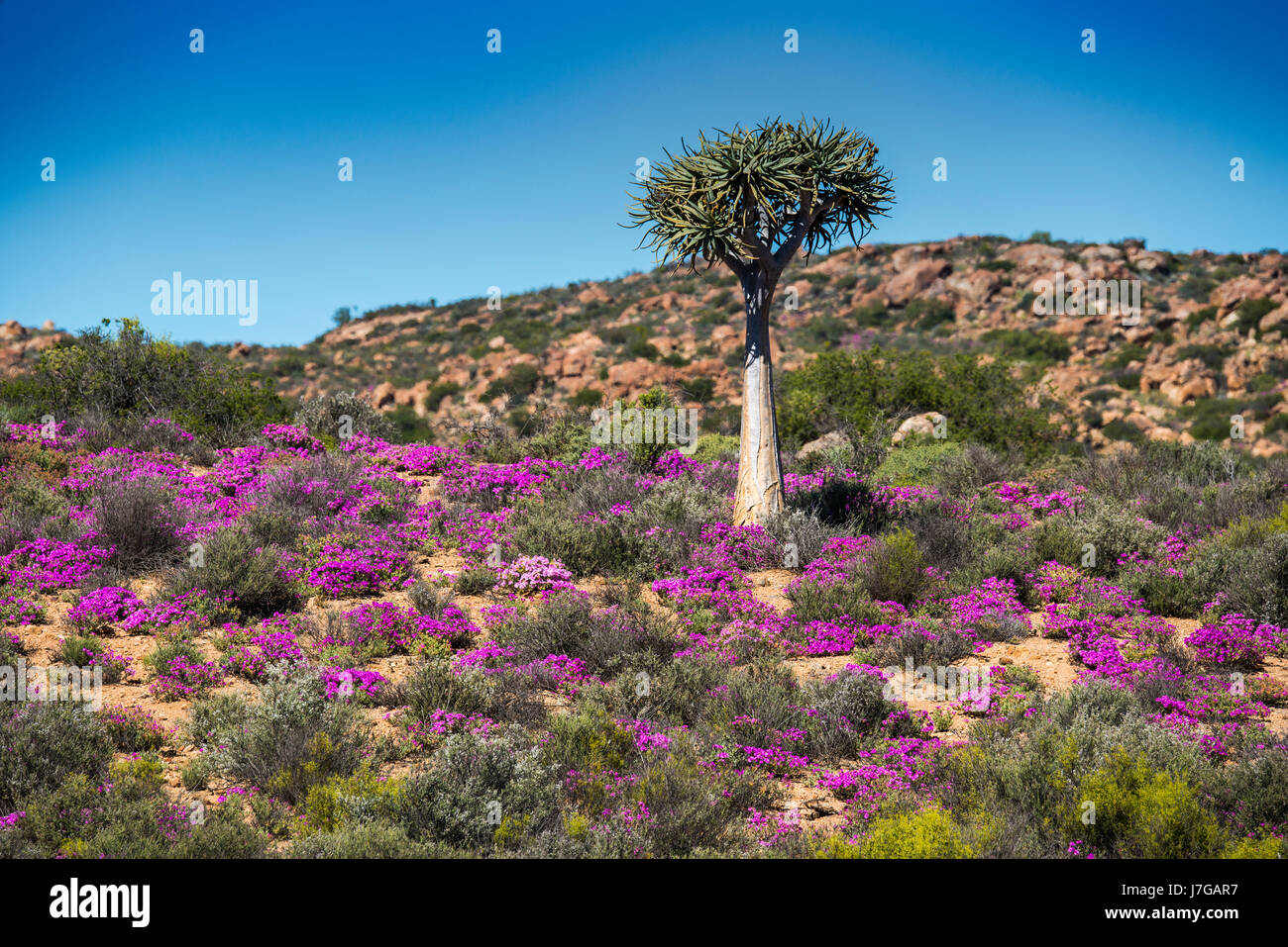 Quiver tree (Aloe dichotoma) with purple and pink flowers, midday flower (Drosanthemum hispidum), Namaqualand, Northern Cape Stock Photo