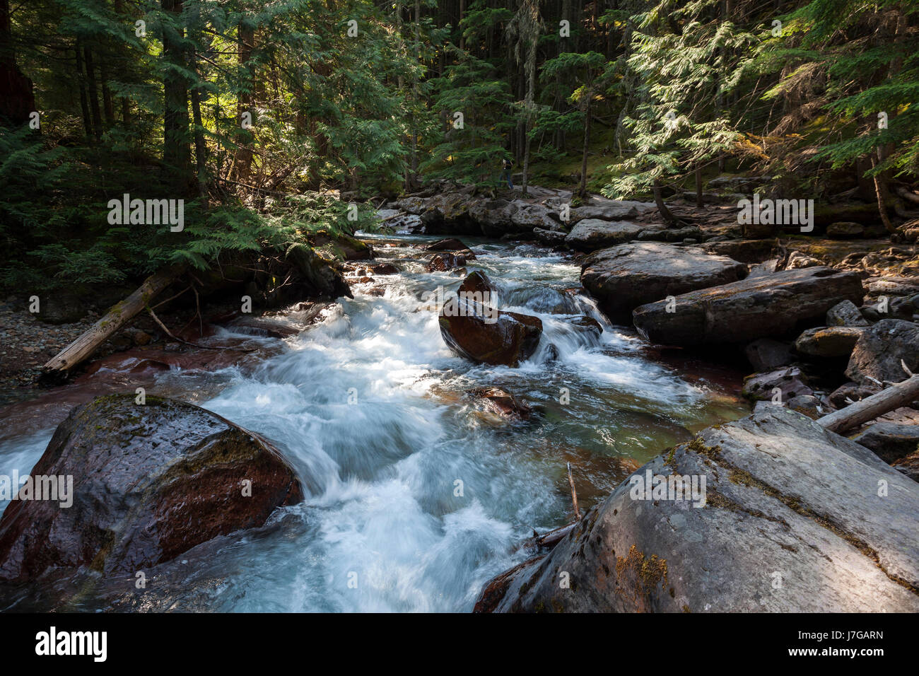 Wild creek, Avalanche Creek, Glacier National Park, Rocky Mountains, Montana, USA Stock Photo