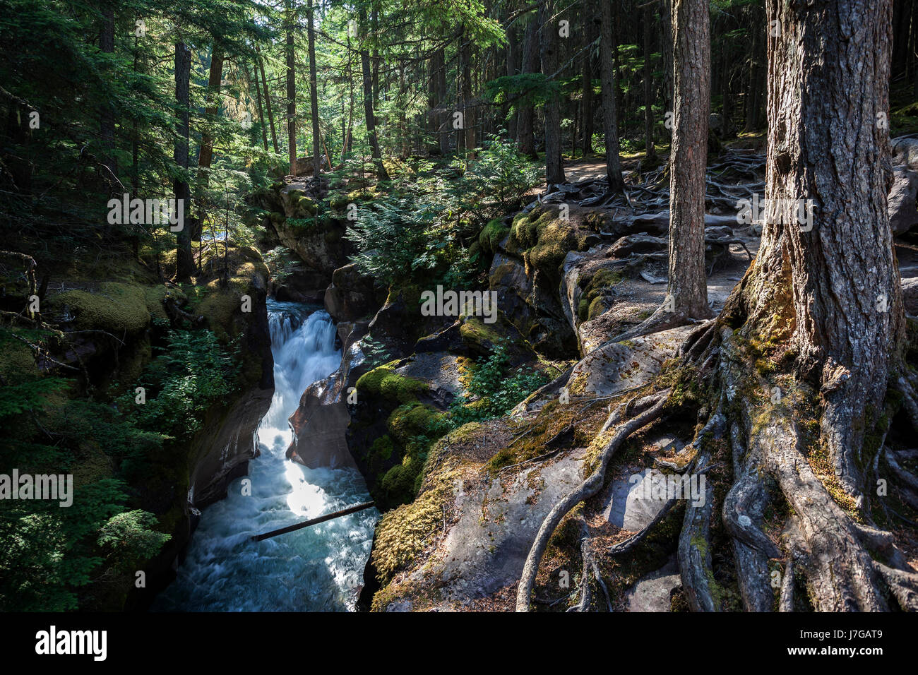 Wild creek, Avalanche Creek, Glacier National Park, Rocky Mountains, Montana, USA Stock Photo