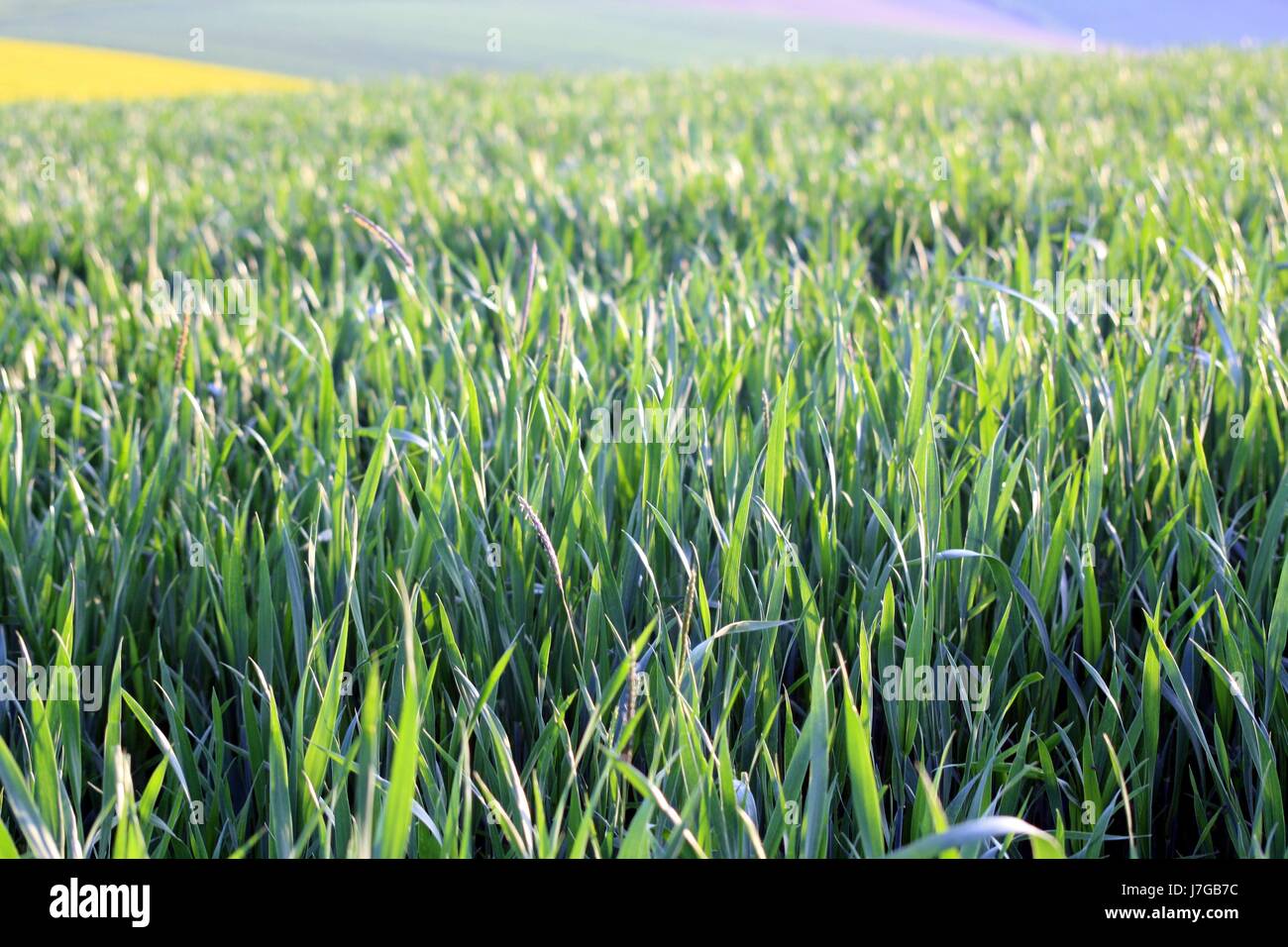 agrarian green field grain blades of grass blade of grass grass meadow