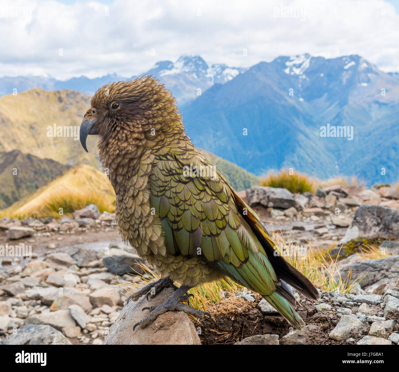 Mountain parrot, Kea (Nestor notabilis) in the mountains, Kepler Track, Fiordland National Park, South Island, New Zealand Stock Photo