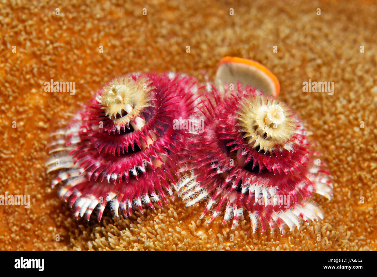 Christmas tree worm (Spirobranchus giganteus), red, on stony coral, Raja Ampat Archipelago, Papua Barat, Western New Guinea Stock Photo