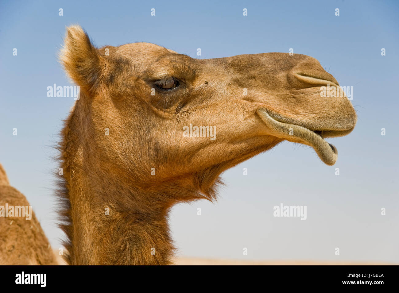 Dromedary (Camelus dromedarius), portrait, desert Rub al-Chali, Oman Stock Photo