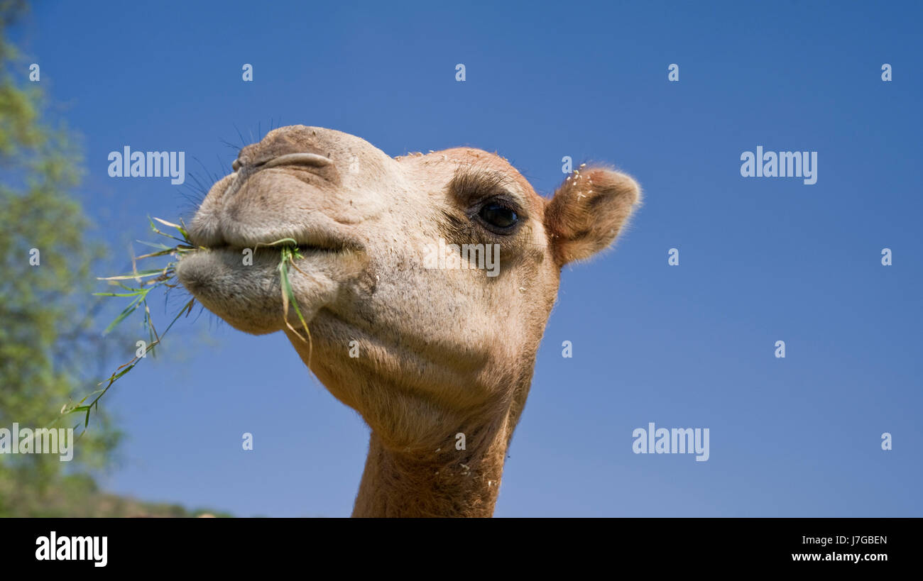 Dromedary (Camelus dromedarius), feeding, portrait, Wadi Darbat, Oman Stock Photo