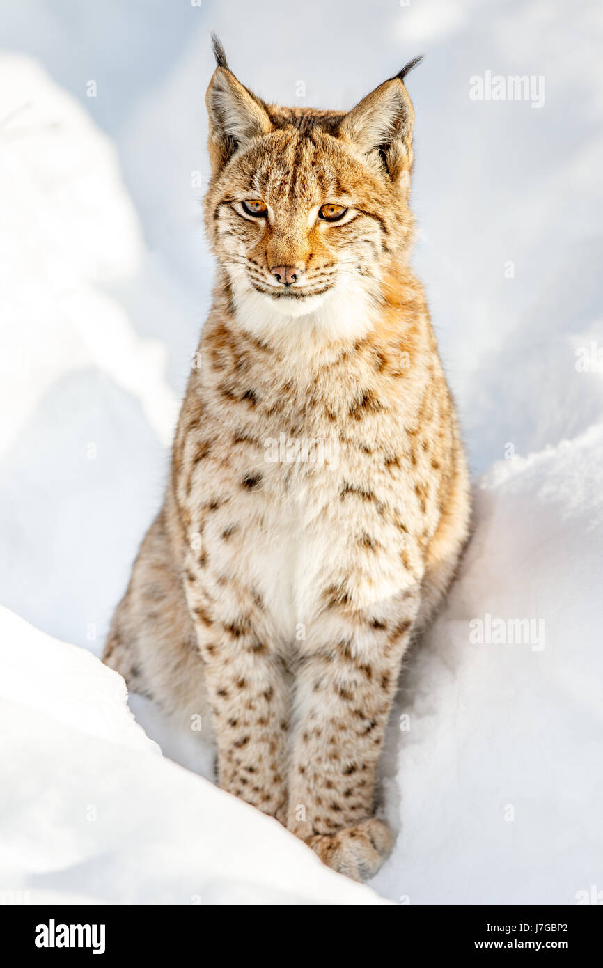 Eurasian Lynx (Lynx lynx) sitting in snow, Bavaria, Germany Stock Photo