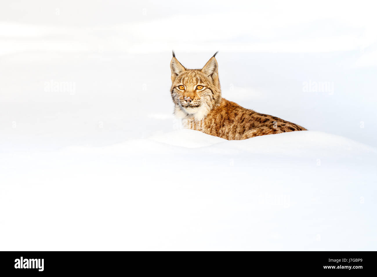 Eurasian Lynx (Lynx lynx), in snow, Bavaria, Germany Stock Photo