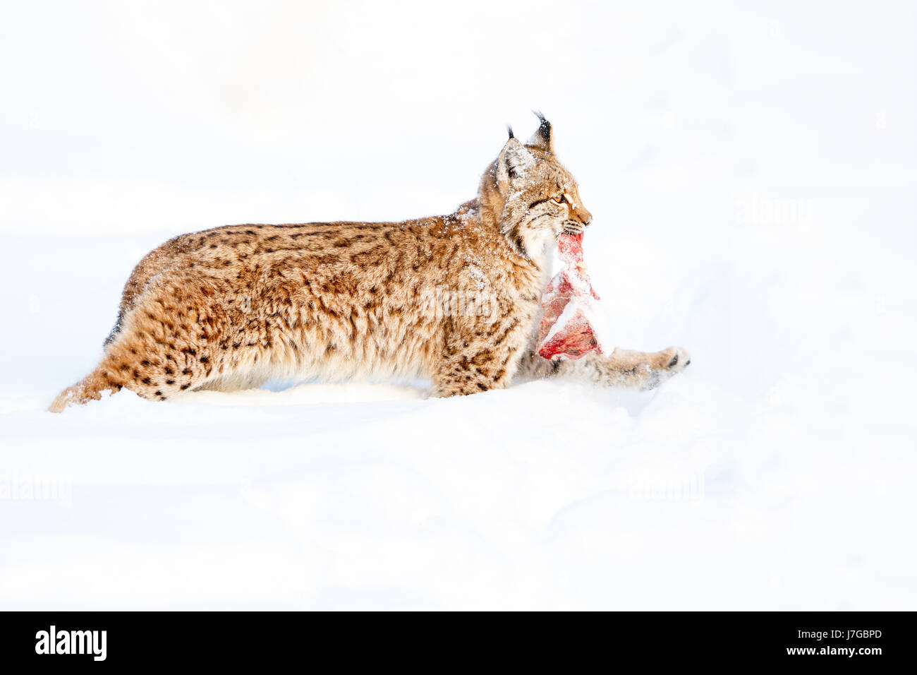 Eurasian Lynx (Lynx lynx) with prey, running in the snow, Bavaria, Germany Stock Photo