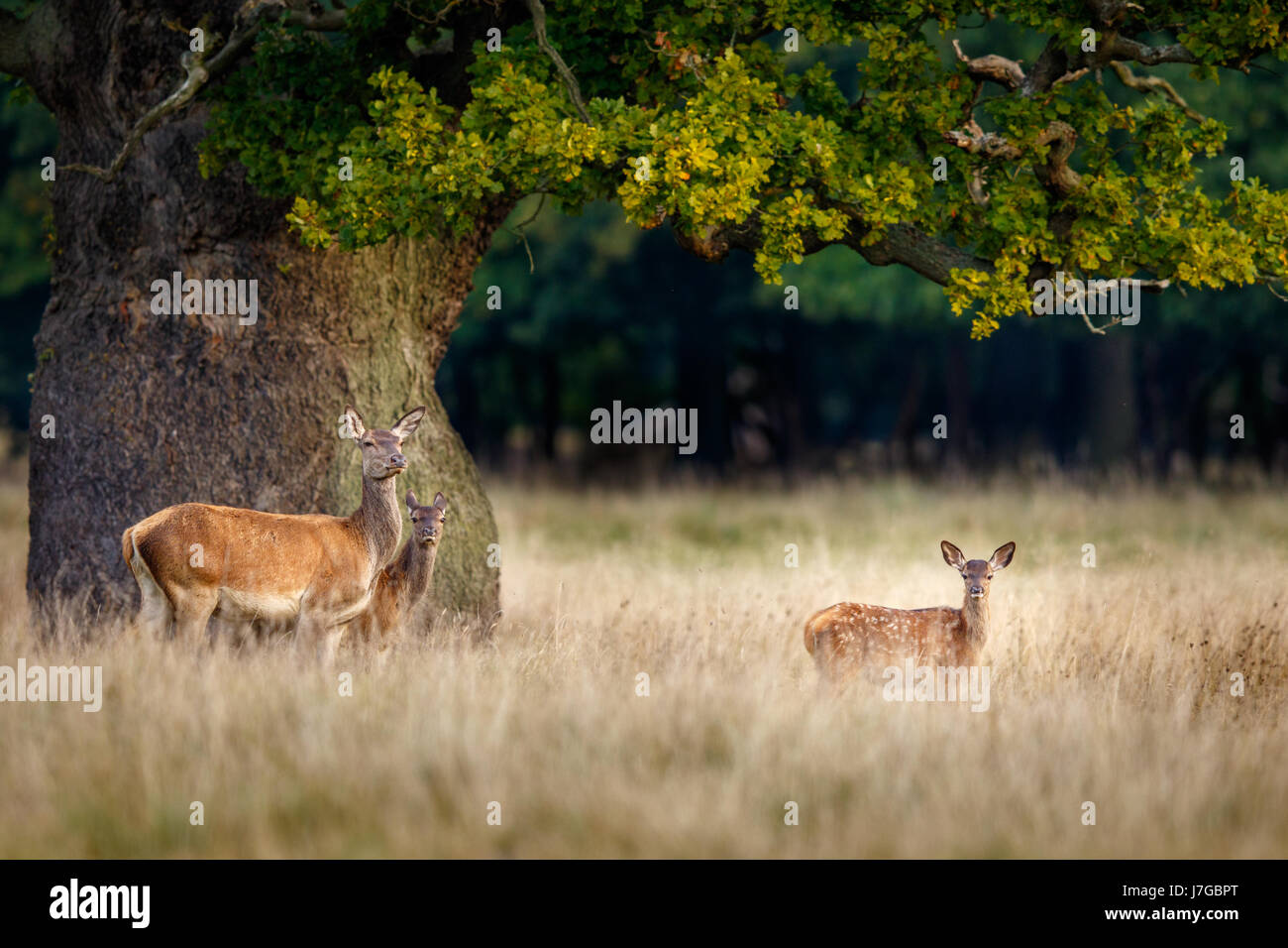 Red deers (Cervus elaphus), doe with young animals, Denmark Stock Photo