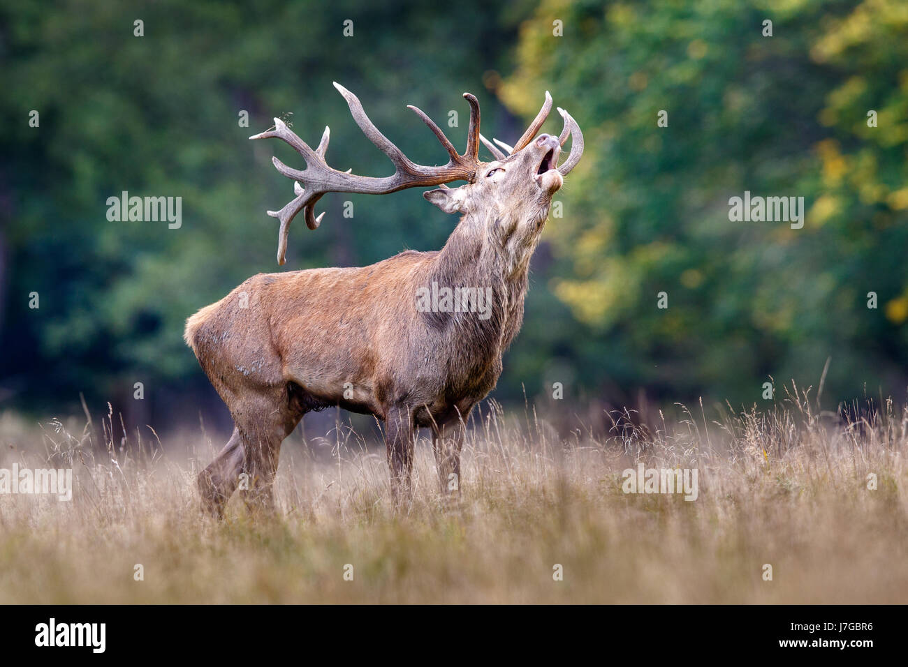 Red deer (Cervus elaphus), belling, rutting season, Denmark Stock Photo