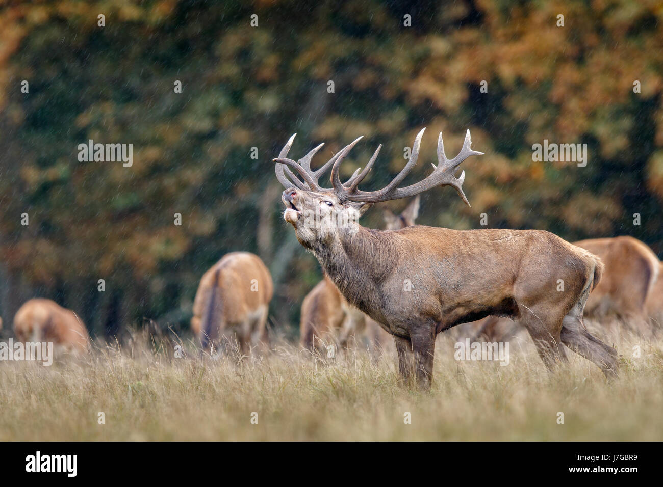 Red deers (Cervus elaphus), belling, rutting season, Denmark Stock Photo