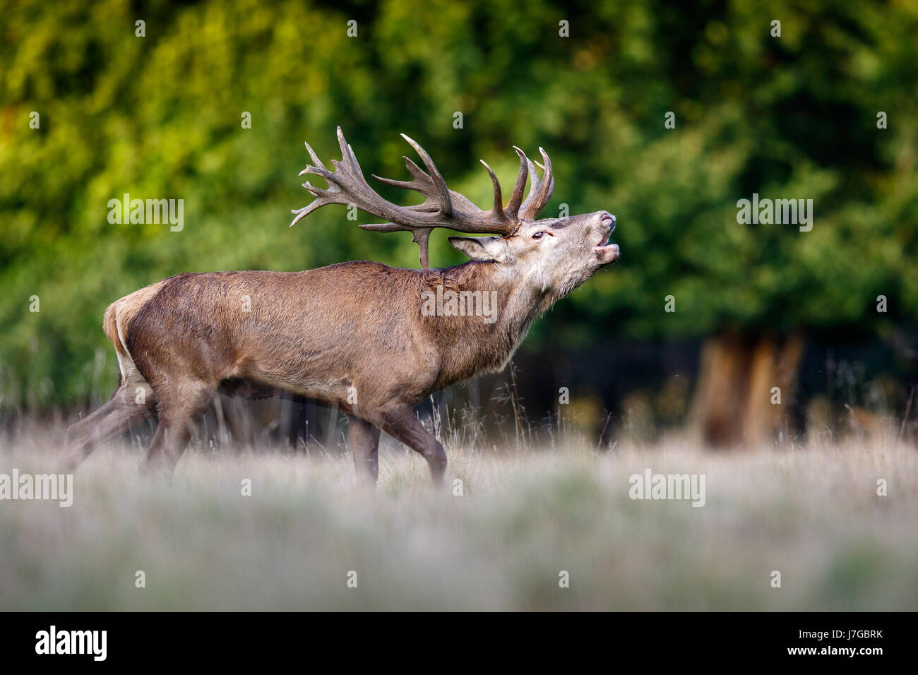 Red deer (Cervus elaphus), belling, rutting season, Denmark Stock Photo