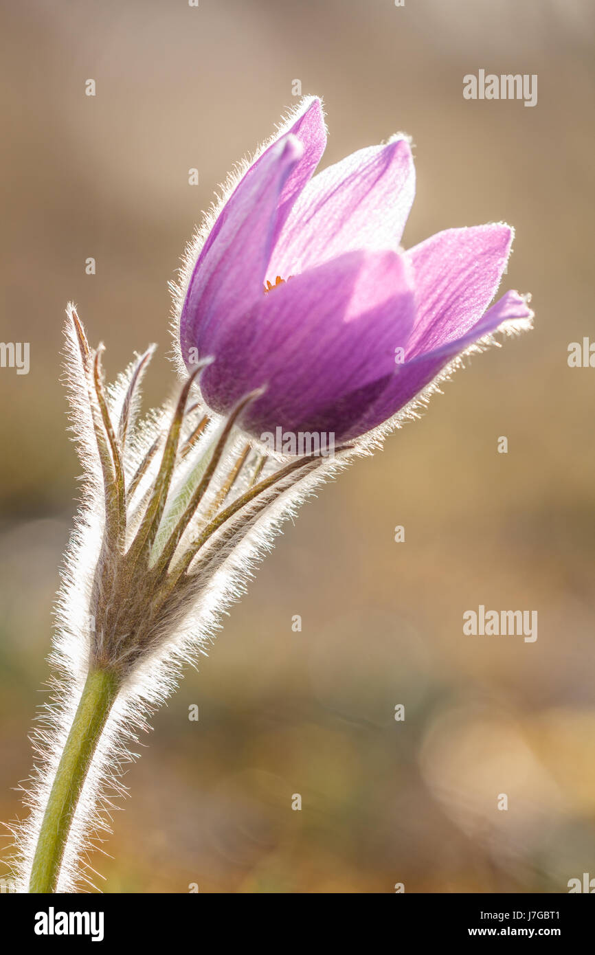 Pasque flower (Pulsatilla vulgaris) backlit, Bavaria, Germany Stock Photo