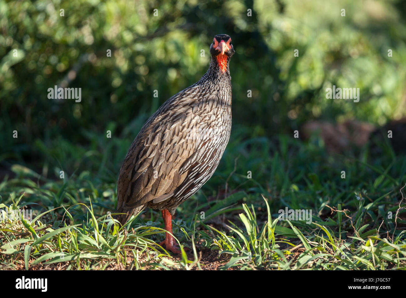 Red-necked spurfowl (Francolinus afer) at Addo National Park, Eastern Cape, South Africa Stock Photo