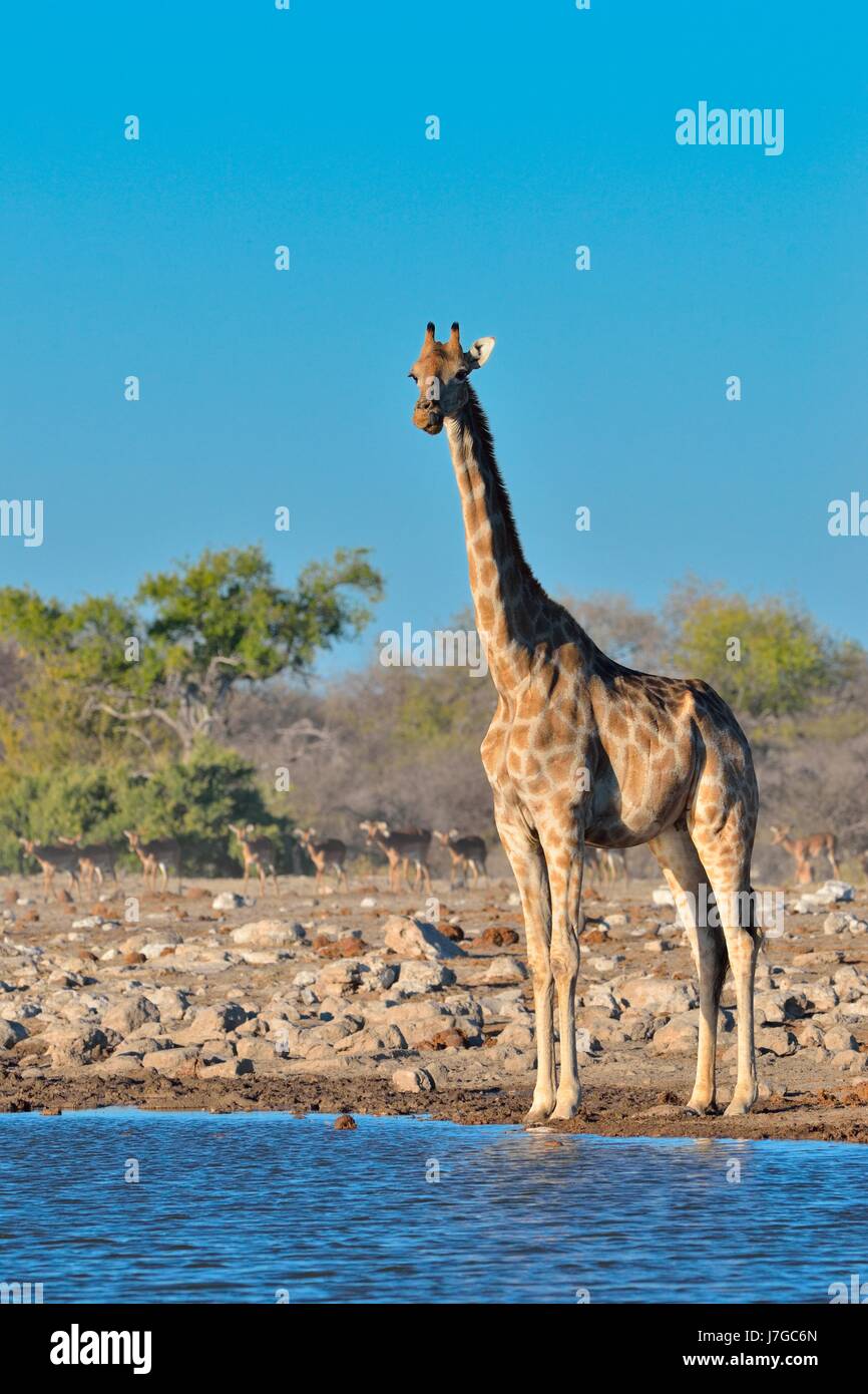Angolan giraffe (Giraffa camelopardalis angolensis), adult female standing at waterhole, herd of blacked-faced impalas Stock Photo