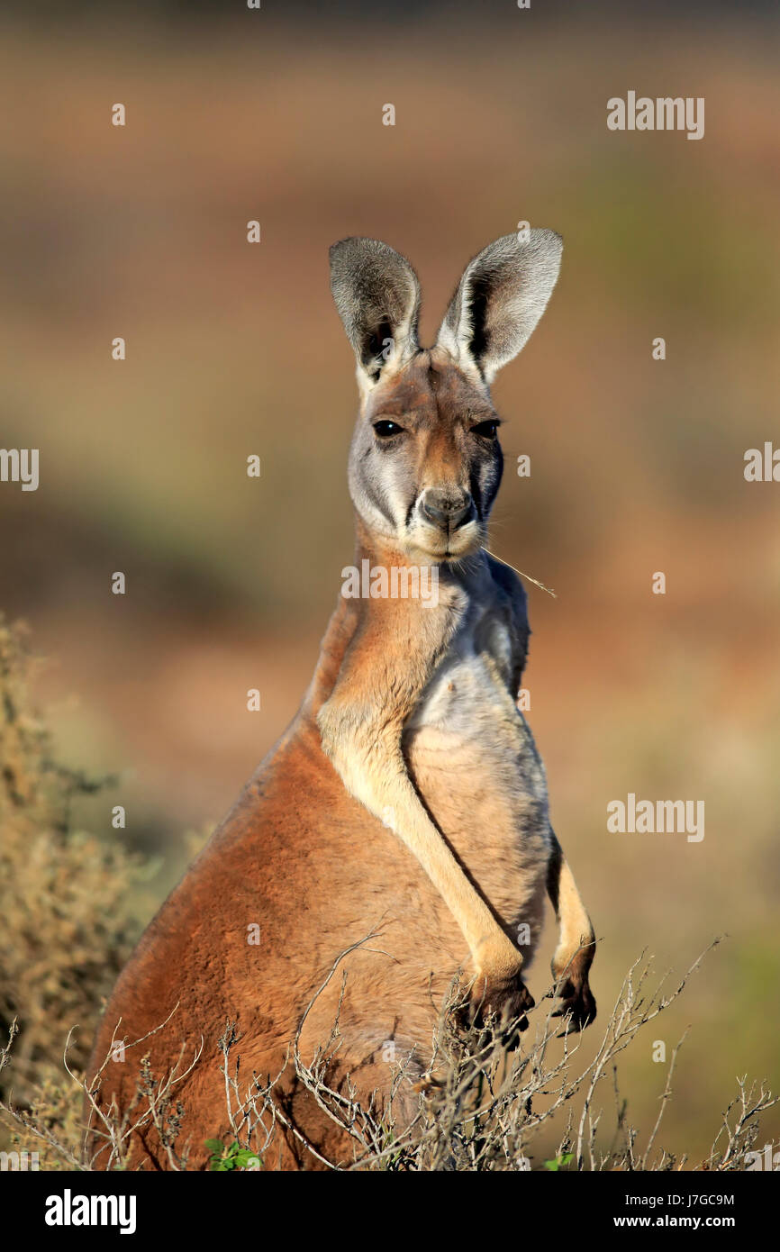 Kangaroo eating not wallaby hires stock photography and images Alamy
