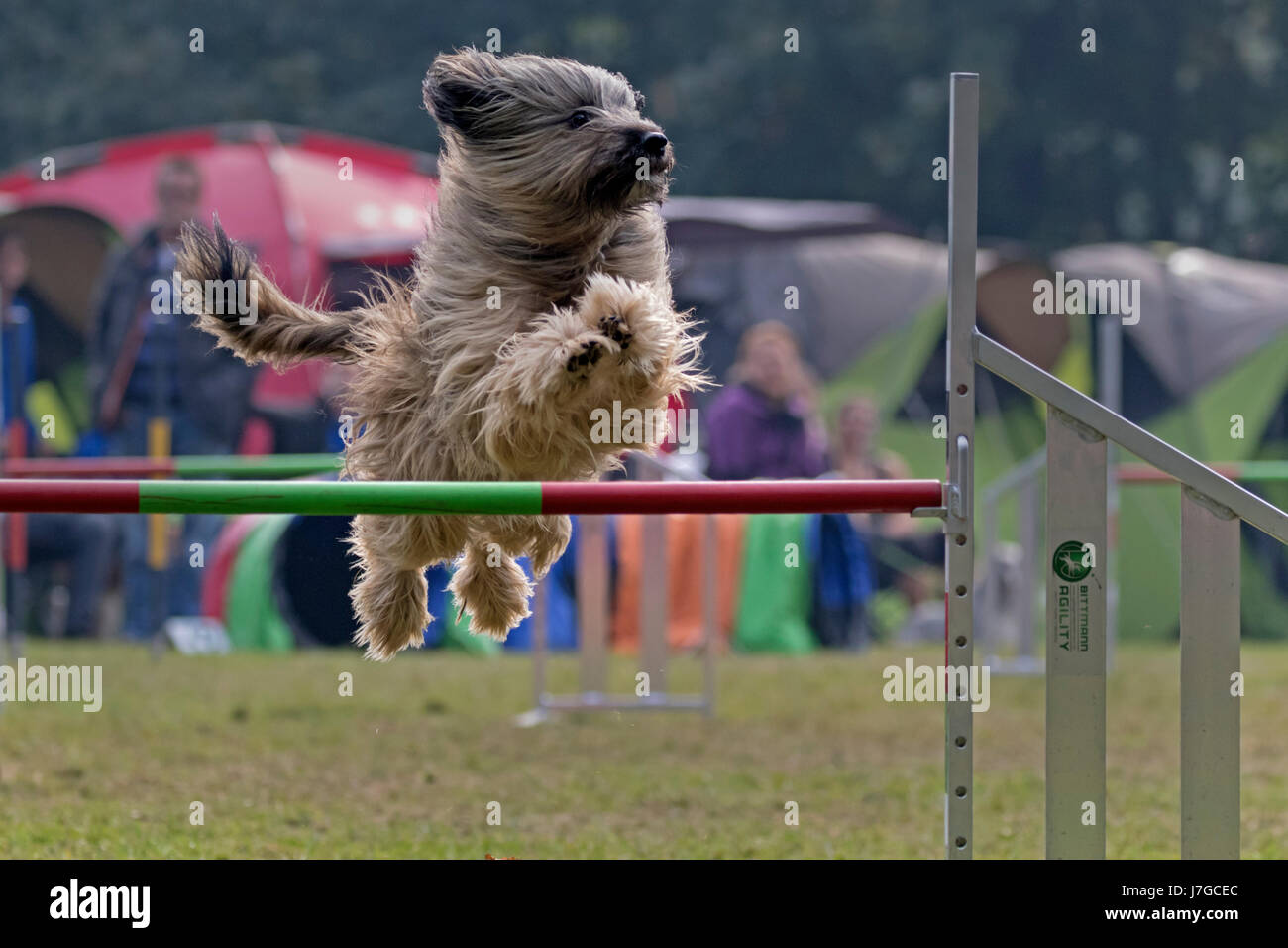 Dog jumping over bar at Agility tournament, Germany Stock Photo Alamy