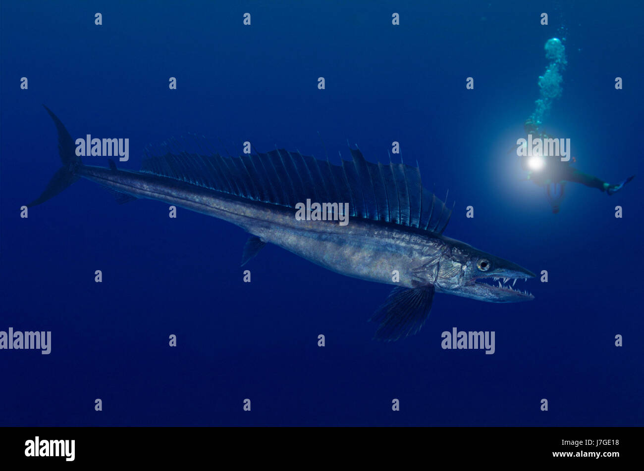 Aulopiformes High Resolution Stock Photography and Images Alamy