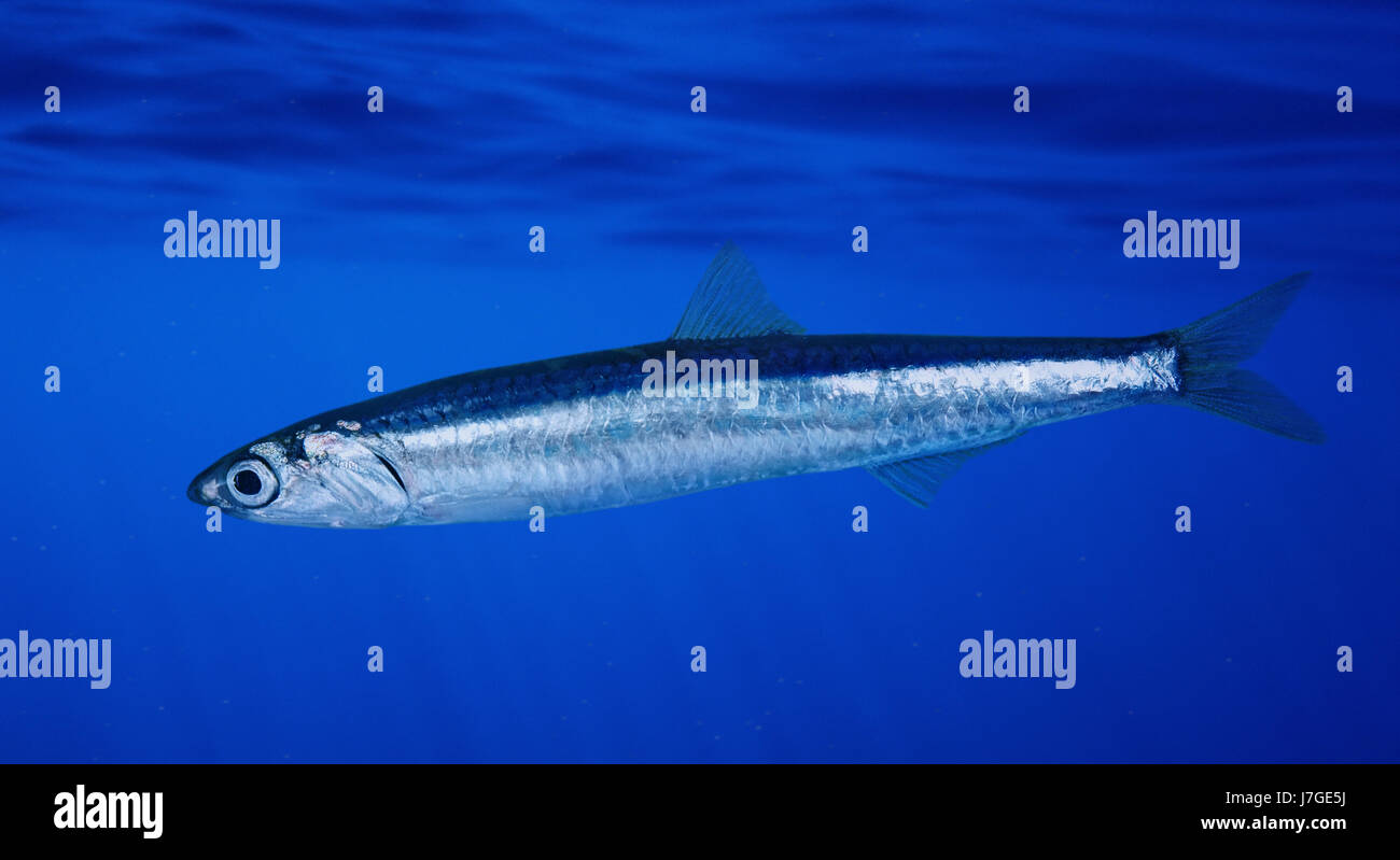 Engraulis Stock Photos & Engraulis Stock Images - Alamy